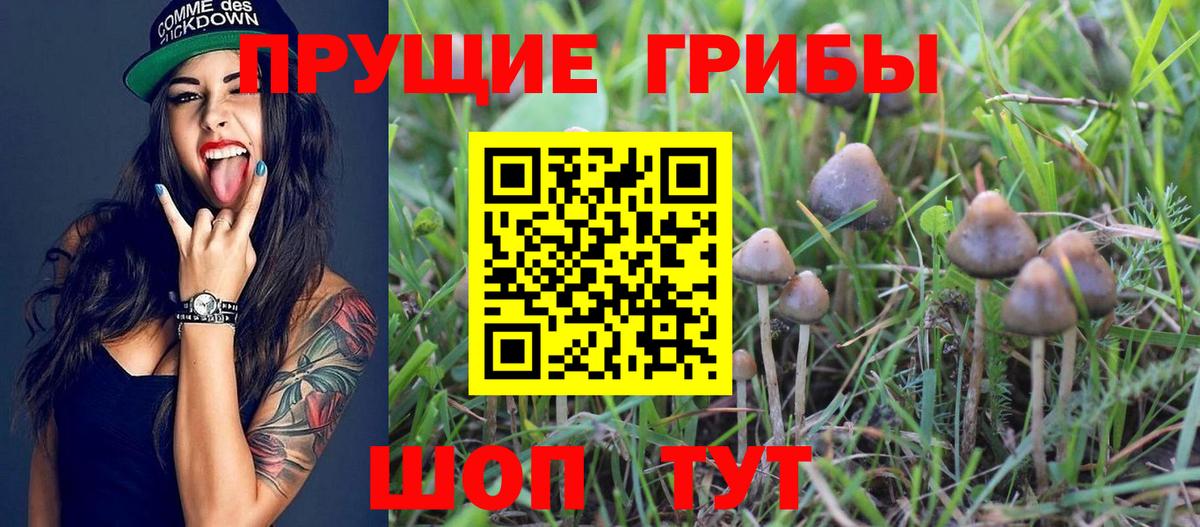 Галлюциногенные грибы Cubensis Брянск